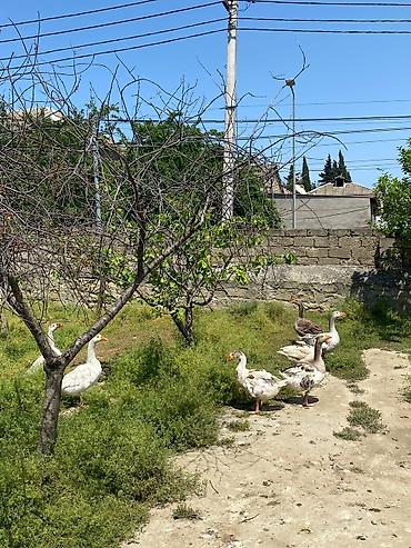 Qazlar: Qaz sürüsü satılır 7 ədəd 3 dişi 4 erkey - Növ: evdə bəslənmiş qazlar — 2