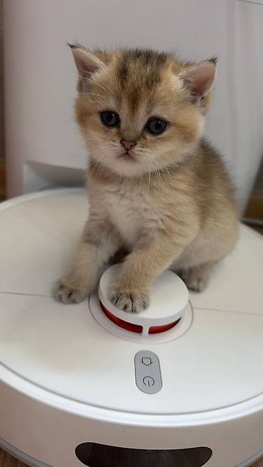 Pişiklər: Britan — 1