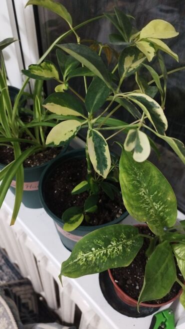 разный: Комнатные растения очень много они все здоровые 
Цена разные