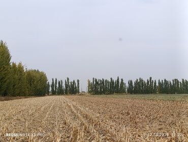 бу дрели: Терек сатылат 100 шт.
Келишим баада.
15-20жылдык.
Бака терек да бар