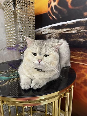 silver şinşilla: Şinşilla, Erkək, Cütləşmə üçün — 4