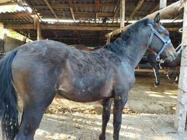 Лошади, кони: Продаю | Конь (самец), Жеребенок