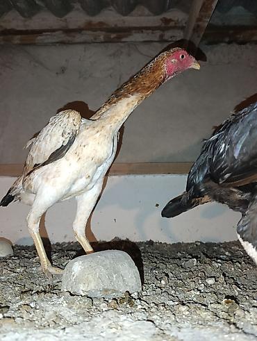 arpanın qiyməti: Toyuq, Damazlıq — 2