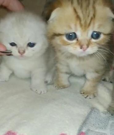 Pişiklər: Şotland, Erkək, Dişi, Yaxşı əllərə, Ödənişli çatdırılma, Ünvandan götürmə, Rayonlara çatdırılma — 5