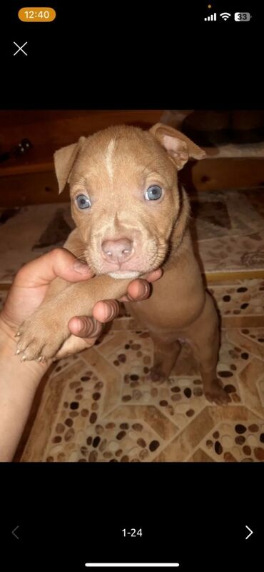 İtlər: Pitbul, 1 ay, Dişi, Pulsuz çatdırılma