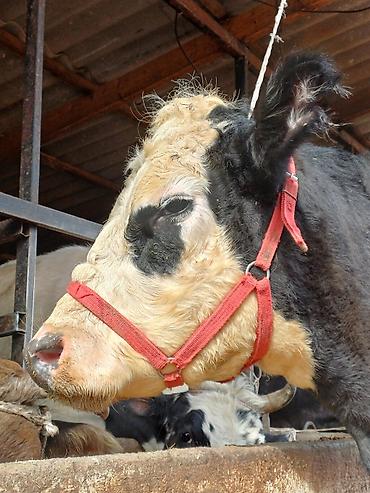 Коровы, быки: Продаю | Корова (самка) | Для молока | Привязанные — 2