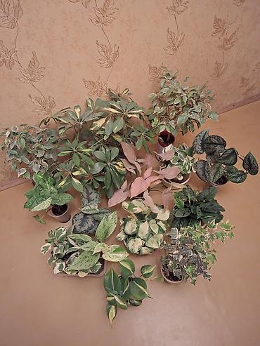 Сингониумы: Коллекция комнатных растений — подборка декоративно-лиственных — 6