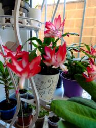 повторяющий кактус: Шлюмбергера (декабрист) с двуцветными цветками — насыщенно‑розовыми с