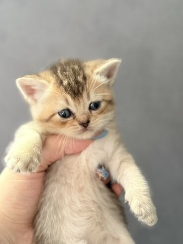 sort pişik: Qızıl şinşilla, Erkək, Dişi, Yaxşı əllərə, Ünvandan götürmə