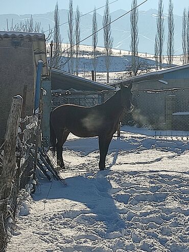 жылкы сатам: Ат сатылат буту колу таза 6 жаш баасы