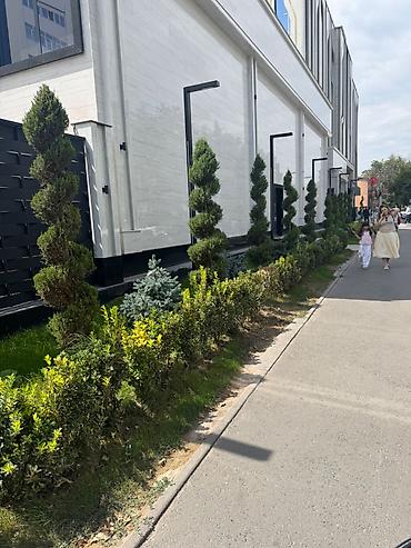 Наши услуги ☘️ Посев газона ☘️ Ландшафтный дизайн 🌳 Автоматический