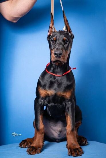 Psi: GROM Doberman Kennel predstavlja stenad iz linijskog parenja Pride of — 6
