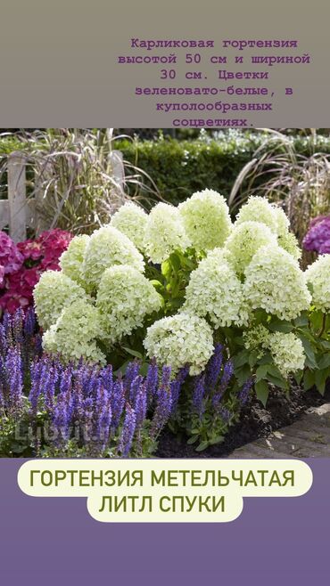 Садовые цветы и кустарники: Продаю шикарные кусты гортензии! Хороший выбор сортов: -метельчатая — 5