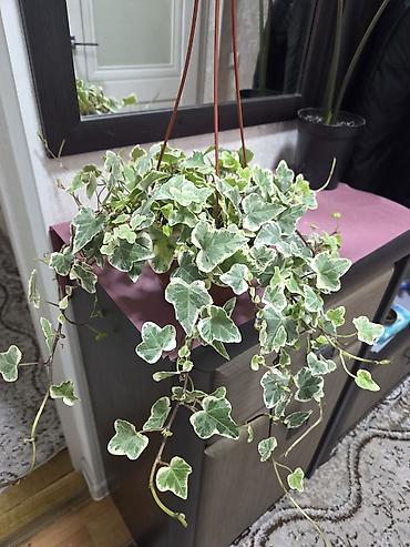 Антуриумы: Антуриум Андре (Anthurium andreanum) в декоративном кашпо. - — 17