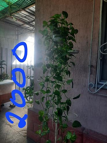 Замиокулькас (Долларовое дерево): Замиакулькас и др. цветы. район восток-5 — 4