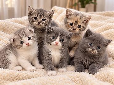 heyvan pişik: 🐱🤍 Şotland və Şinşilla balaları satılır! 🤍🐱 😻 Şirin, toppuş və tüklü — 1