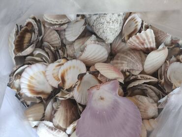 Digər ev dekoru: 1. Növ və nadirlik: • Soldakı və sağdakı hamar, qəhvəyi naxışlı — 13