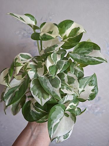 Сингониумы: Коллекция комнатных растений — подборка декоративно-лиственных — 34