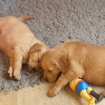 Other: Εξαιρετικά κουτάβια Golden Retriever για δωρεάν υιοθεσία Δεν είμαστε