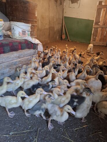 Ördəklər: 107 dene yawil baw ordek 23 gunukdu 3 .70 1 densi cem satlir unvan — 10