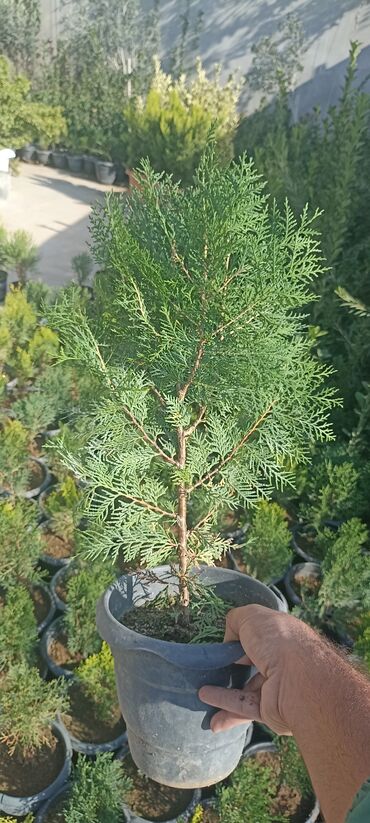 Ağaclar: Dekorativ çöl bitkilərinin satışı və Sifarişlə yetişdirilməsi.Satış -da lalafo.az — 9 Ağaclar: Dekorativ çöl bitkilərinin satışı və Sifarişlə yetişdirilməsi.Satış — 9