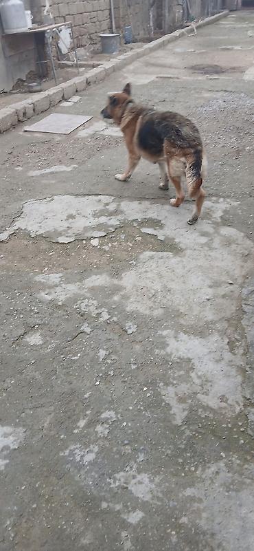 İtlər: Alman çoban iti — 6