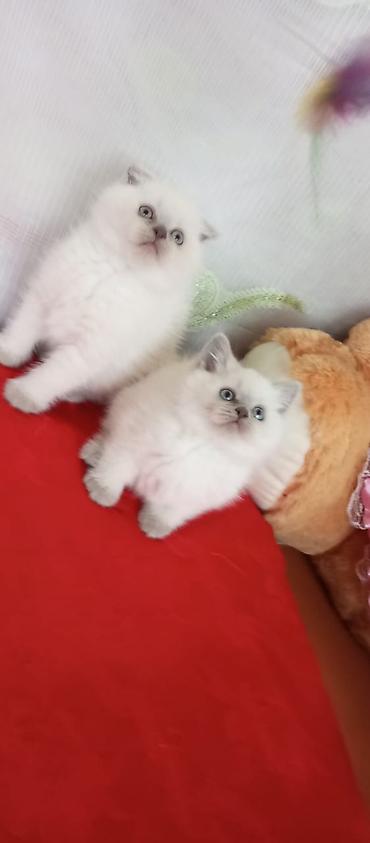 Pişiklər: Britan — 3