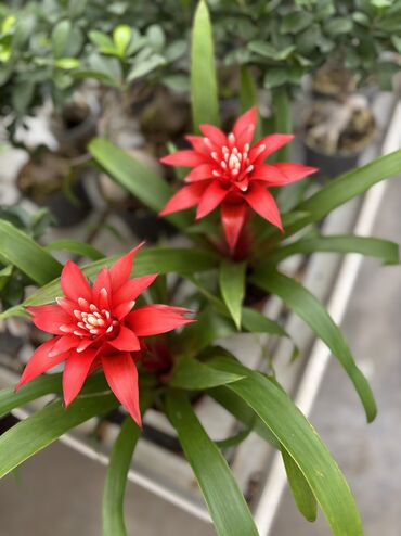Tavalar: Guzmania hündürlük 40sm qiymət 18aZn. Çatdırılma var