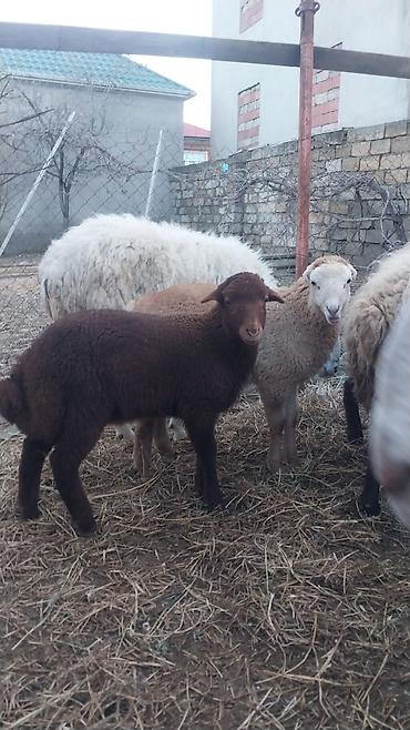 Qoyunlar, qoçlar: Razılaşma yolu ilə çox təcili satılır.balalı balasız fərq etmir — 11