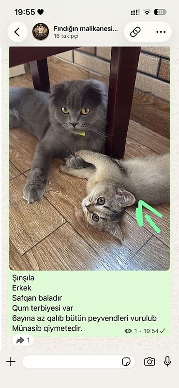 tap az ev heyvanlari: Şinşilla, Erkək, Yaxşı əllərə — 1