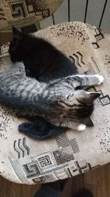шотландские котята: Котята в добрые и заботливые руки. Черный мальчик полосатая девочка