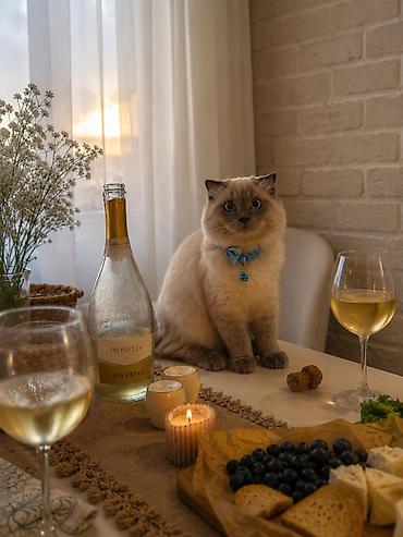 Erkək, Cütləşmə üçün, Ödənişli çatdırılma lalafo.az -da Erkək, Cütləşmə üçün, Ödənişli çatdırılma