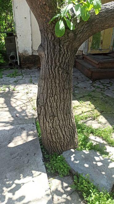 комнатные деревья: Дерево ореховое