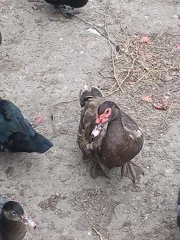 sari qus: Erkey öküzü qırmızı Zümrüd qara 60manat — 1