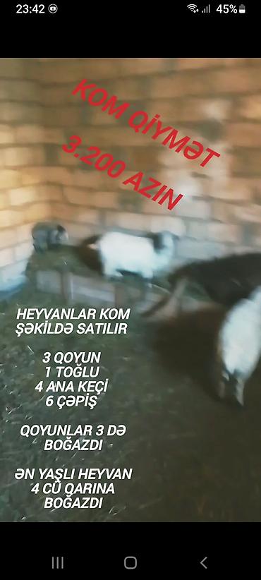 mal qara: Qiymət sondu aşağı salınmayacaq fikiei cidi şəxslər zəng etsin — 8