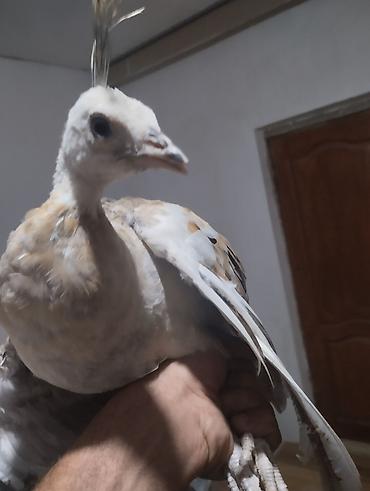 ov quşları: Nadir rəngli tovuzquşu cücəsi - Növ: Tovuzquşu (Pavo cristatus) — 1
