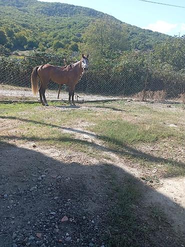 пес 3: At satılır erkeydi 3 yaşı var teze miniydi 30 yeriyir 1500 deyilir — 4