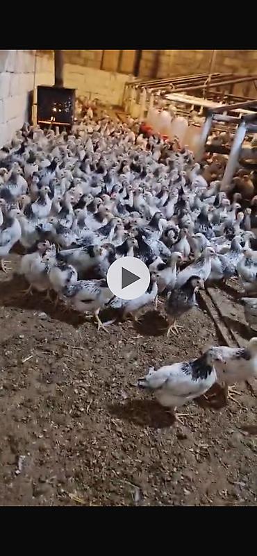 Öz həyitim heyvanıdı