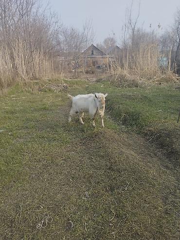 Козы, козлы: Продаю | Козёл (самец) | Для разведения | Племенные — 1