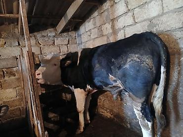 Dana, buzov: Dana, buzov, Erkək, Simental, ay: 1, 220 kq, Ətlik, Ünvandan götürmə -da lalafo.az — 9 Dana, buzov: Dana, buzov, Erkək, Simental, ay: 1, 220 kq, Ətlik, Ünvandan götürmə — 9