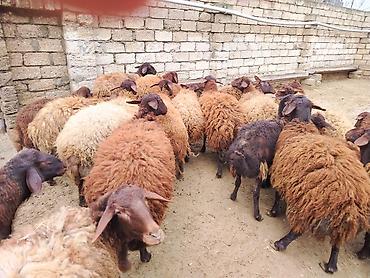 Qoyunlar, qoçlar: Satılır: Qoyun sürüsü - Növ: yerli xalı/xar (uzunquyruq, yağlı — 6