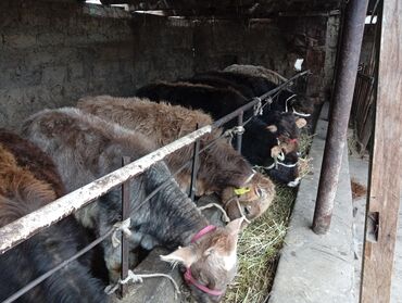 Коровы, быки: Продаю | Бык (самец) | На откорм — 4