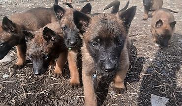 Продажа собак: Предлагаются к бронированию щенки Белгийской овчарки Малинуа.Щенков 9 — 8