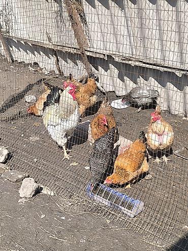 Куры, петухи: Продаю | Куры | Домашняя | Для разведения — 4