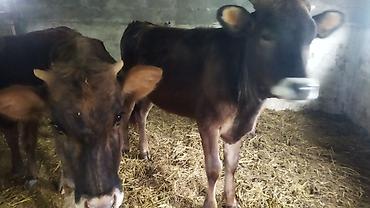 Коровы, быки: Продаю | Тёлка | На откорм — 4