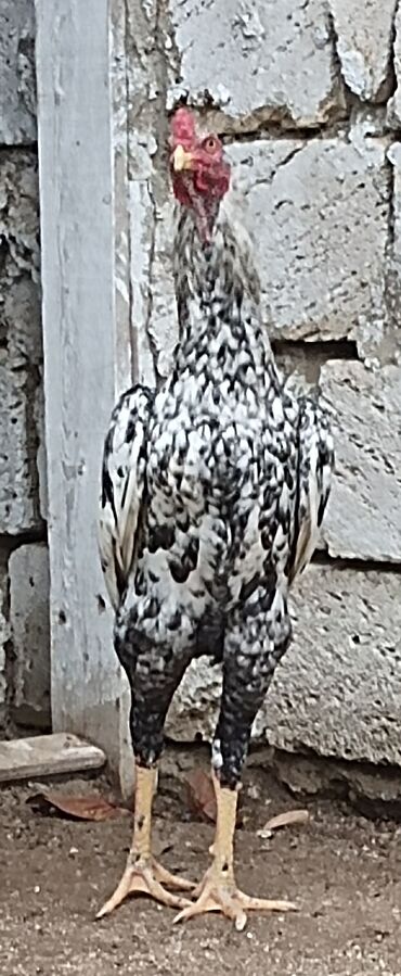 Xoruzlar: Xoruz, Heyratı, il: 1, Ünvandan götürmə — 5