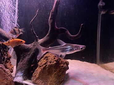 xiaomi akvarium: Akula balığı, Sülhsevər — 5