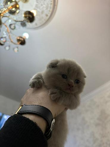 Pişiklər: Temiz şatlan pişiyidi -da lalafo.az — 5 Pişiklər: Temiz şatlan pişiyidi — 5