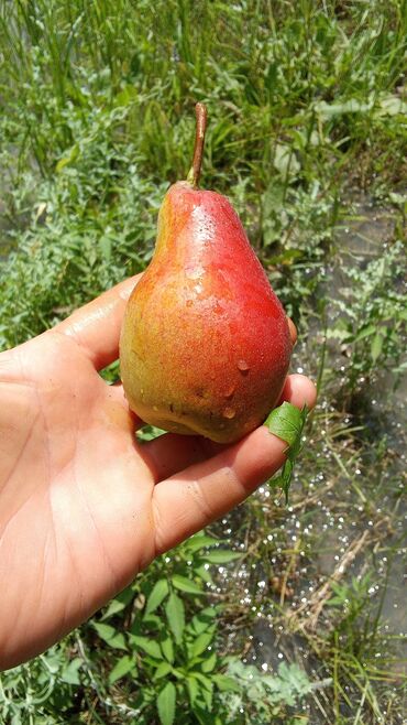 Фрукты и ягоды: Фрукты и ягоды — 11