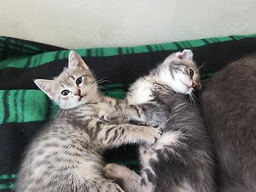 Продажа кошек: 🐾 Пушистое счастье ищет дом! 🏡 потрясающая девочка ушки стоячие — 7